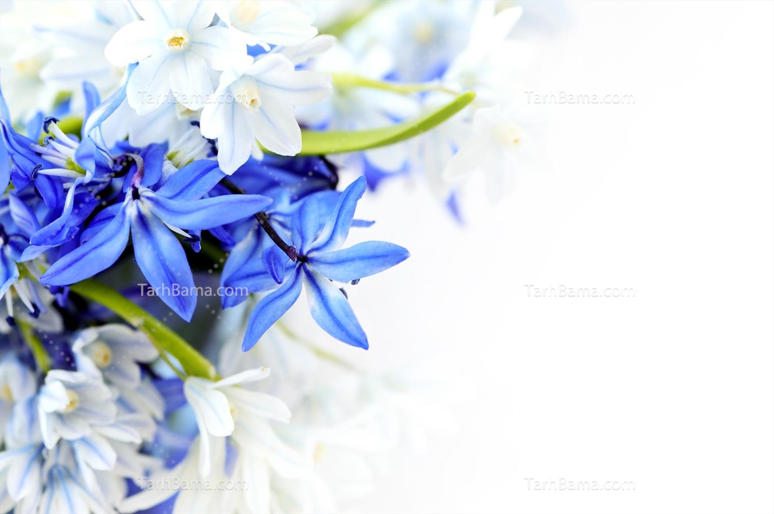 تصاویر گل و گیاه